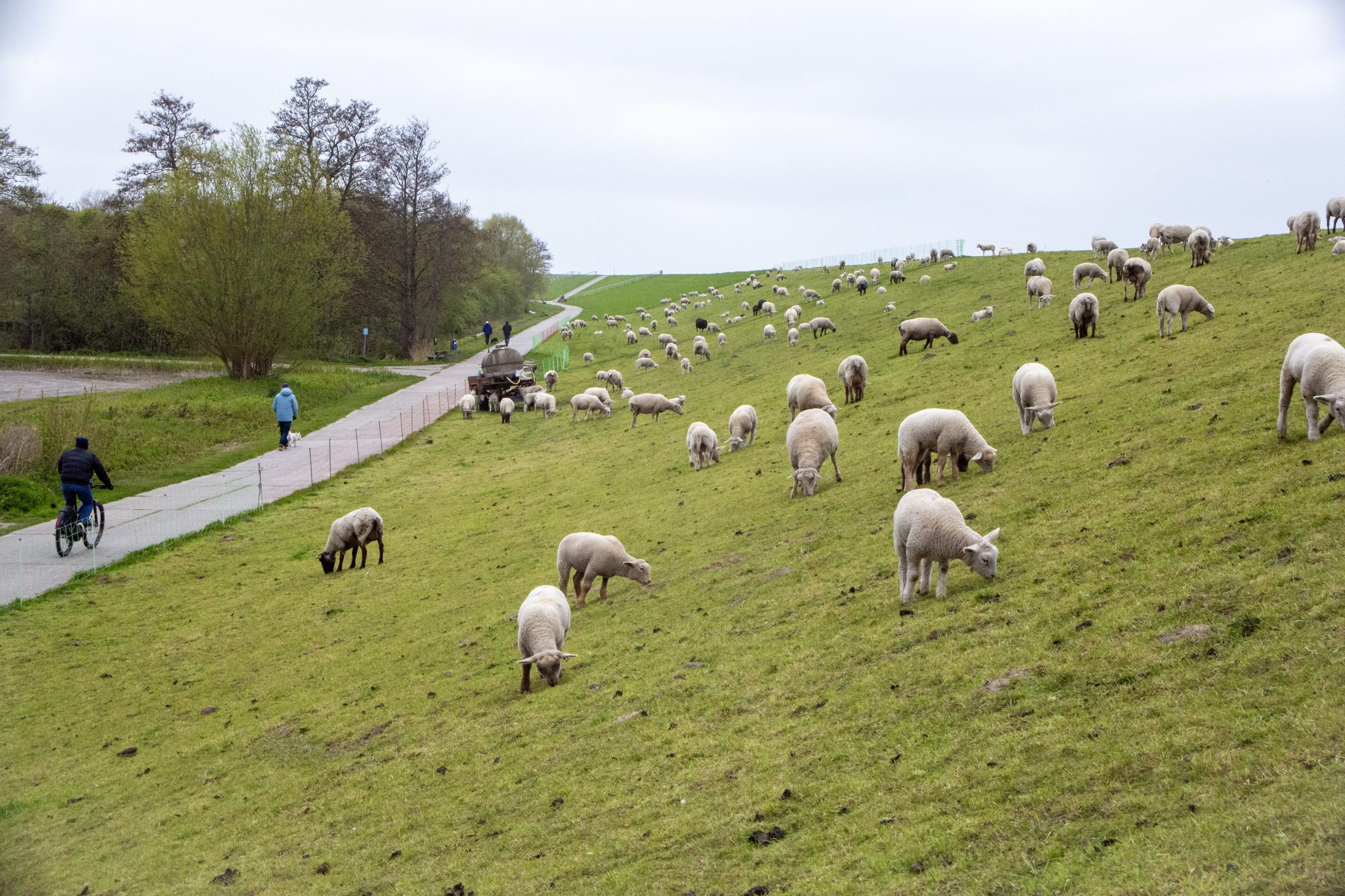 Ein grasbewachsener Hang, auf dem an einem bewölkten Tag Schafe weiden. Entlang des Hangs verläuft ein gepflasterter Weg, auf dem eine Person mit dem Fahrrad fährt und zwei Personen spazieren gehen. Im Hintergrund säumen Bäume die Szene. Die Atmosphäre ist friedlich und ländlich.