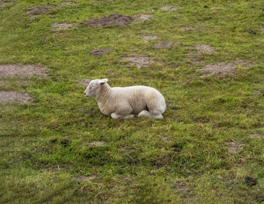 Ein einzelnes, großes weißes Schaf ruht entspannt auf einer grünen Nordseeweide. Die cremeweiße Wolle und das ruhende Tier verleihen der Szene friedliche, pastoral-idyllische Qualitäten. Das sattgrüne Gras weist stellenweise kahle Flecken auf, typisch für Schaf-Beweidung. Die sanfte, flache Landschaft und der graubedeckte Himmel vermitteln die raue, maritime Atmosphäre der Küstenregion. Die Szene verkörpert naturnahe Schafhaltung und die friedliche Koexistenz zwischen Landwirtschaft und Natur an der Nordsee.