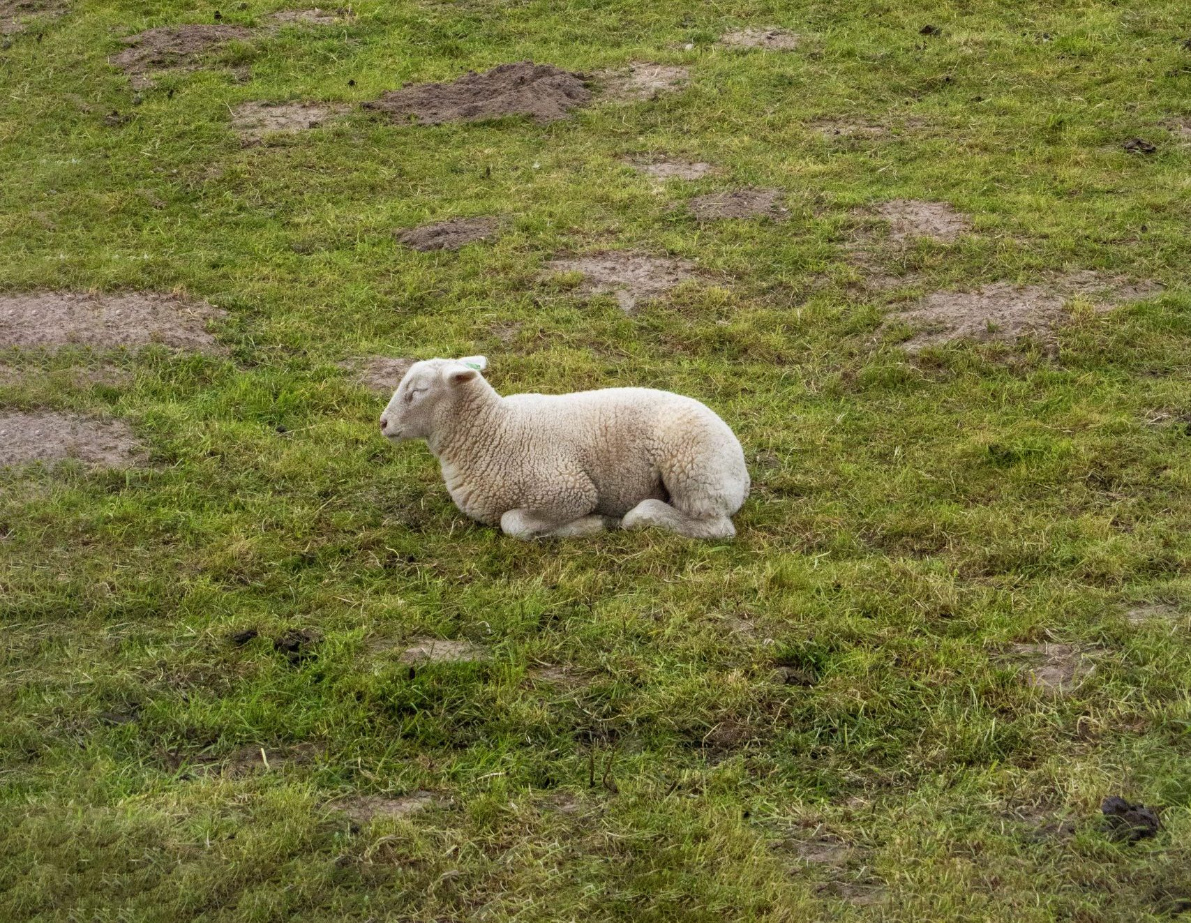 Ein einzelnes, großes weißes Schaf ruht entspannt auf einer grünen Nordseeweide. Die cremeweiße Wolle und das ruhende Tier verleihen der Szene friedliche, pastoral-idyllische Qualitäten. Das sattgrüne Gras weist stellenweise kahle Flecken auf, typisch für Schaf-Beweidung. Die sanfte, flache Landschaft und der graubedeckte Himmel vermitteln die raue, maritime Atmosphäre der Küstenregion. Die Szene verkörpert naturnahe Schafhaltung und die friedliche Koexistenz zwischen Landwirtschaft und Natur an der Nordsee.