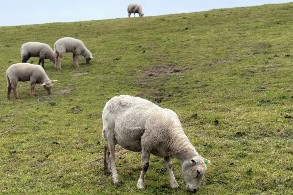 Eine idyllische Landschaftsszenerie an der Nordsee mit mehreren weißen Schafen, die auf sattsatten grünen Wiesen grasen. Ein großes Schaf im Vordergrund frisst konzentriert, während vier weitere Tiere im Hintergrund die sanfte Hanglage nutzen. Der klare Himmel und die weitläufige ländliche Landschaft vermitteln Ruhe und Ursprünglichkeit. Die friedliche Szene verkörpert das ländliche Flair der Küstenregion und die natürlichen Weideländer der Gegend.