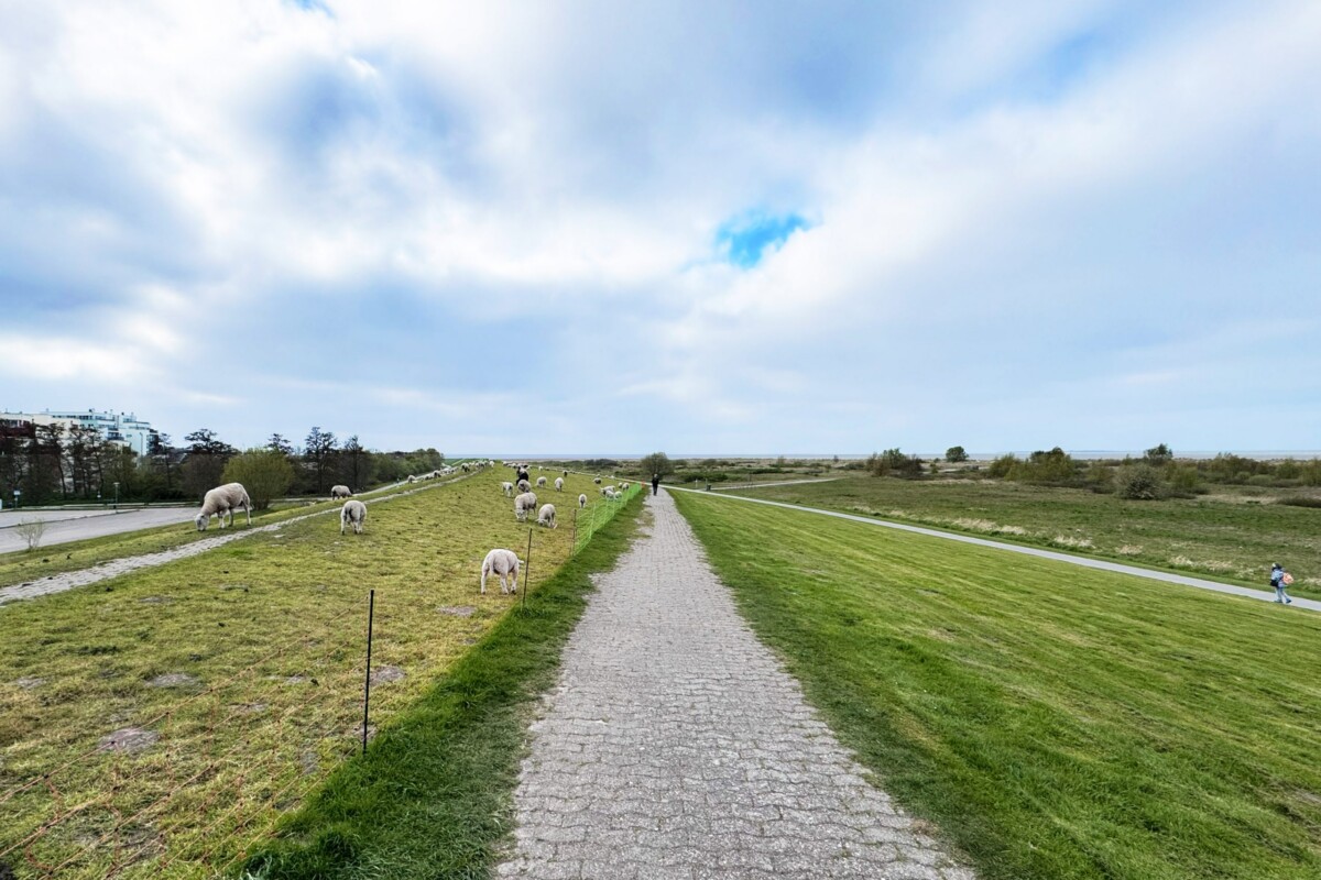 Ein charmanter Wanderweg auf dem Deich mit gepflastertem Belag, der schnurgerade durch grüne Wiesen führt. Auf beiden Seiten weiden weiße Schafe friedlich auf den saftigen Grasflächen. Der blaue Himmel mit weißen Wolken strahlt über der flachen Landschaft. Ein einzelner Fußgänger ist auf dem Weg zu sehen. Grüne Bäume und Vegetation prägen den fernen Horizont rechts. Die idyllische Szene kombiniert ländliche Natur, Schafhaltung und Wanderfreudigkeit zu einer entspannenden Küsten-Erlebnis-Szenerie.