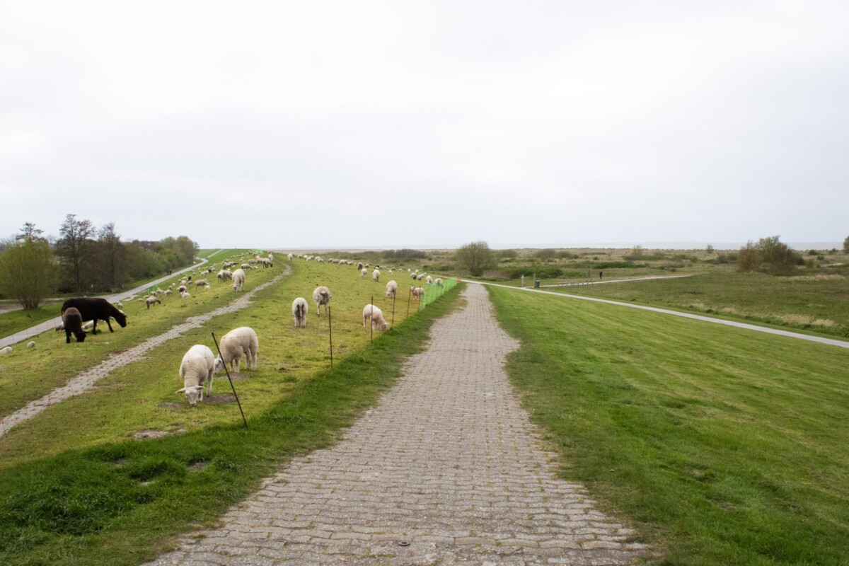 Ein idyllischer Deichweg mit gepflasterter Oberfläche, der gerade zwischen grünen Wiesen verläuft. Auf beiden Seiten grasen weiße Schafe, die mit schwarzen Pfählen markiert sind. Ein einzelnes schwarzes Schaf ergänzt die Herde im fernen Hintergrund links. Die flache, ländliche Topografie erstreckt sich bis zum Horizont. Bäume säumen den Hintergrund. Der bewölkte, grau-weiße Himmel schafft eine typische Nordseeatmosphäre. Die Szene verkörpert ländliche Ruhe, Schafhaltung und die naturnahe Wanderkultur der Küstenregion.